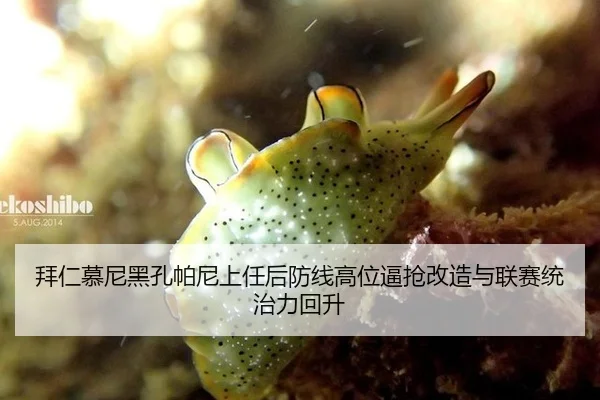 拜仁慕尼黑孔帕尼上任后防线高位逼抢改造与联赛统治力回升